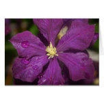 Purple Rained on Clematis Greeting Card