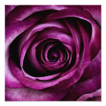 Purple Rose Art Photo
