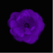 Purple Rose. Black Background. Photo Cut Outs