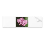 purple rose bumper stickers