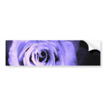 Purple Rose