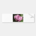 purple rose bumper stickers