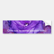 Purple Rose Passion Bumper Sticker