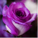 Purple Rose Photo Sculpture photo sculptures