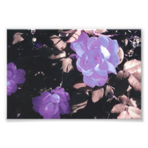 Purple Roses Photograph