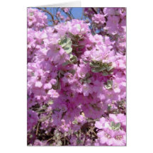 Purple sage in full bloom. greeting cards