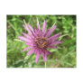 Purple Salsify Notes Card Postcard