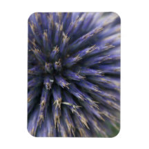 Purple Scottish Thistle Magnets