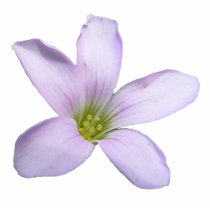 Purple Shamrock ~ acrylic Acrylic Cut Out