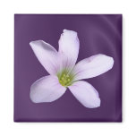 Purple Shamrock ~ magnet