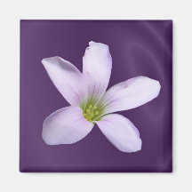 Purple Shamrock ~ magnet