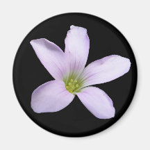 Purple Shamrock ~ magnet