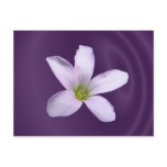 Purple Shamrock ~ postcard