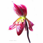 Purple slipper orchid flower against white back photo sculptures