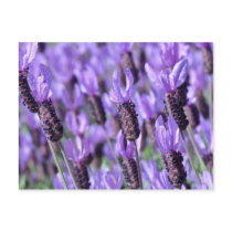 Purple Spanish Lavender Postcard