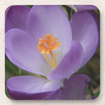Purple spring flower beverage coaster