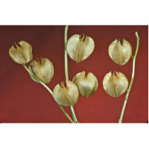 Purple stramonium (Datura species) Cut Out