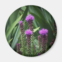purple tasseld flower refrigerator magnets