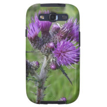 purple thistle