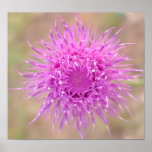 Purple Thistle Flower Poster posters