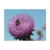 purple thistle with bee post cards