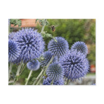 Purple Thistles and Bee in Brienz, Switzerland Post Card