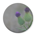 Purple Thistles magnets