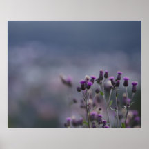 Purple thistles posters