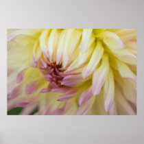 Purple Tipped White Dahlia
