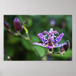 Purple Tricyrtis Toad Lily flower Poster