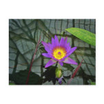 Purple Tropical Water Lily Postcard