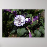 Purple Trumpet flower posters