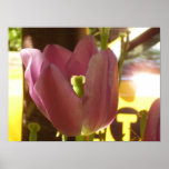 Purple Tulip Close-Up Poster