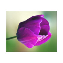 Purple Tulip Gallery Wrapped Canvas