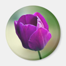 Purple Tulip Magnet