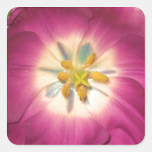 Purple Tulip Sticker