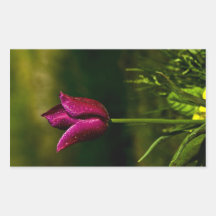 Purple Tulip With Rain Drops Rectangular Sticker