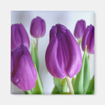 Purple Tulips Magnets