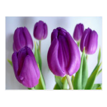 Purple Tulips Post Cards