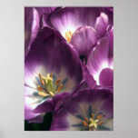 Purple Tulips posters