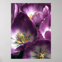 Purple Tulips Posters