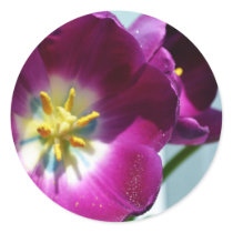 Purple Tulips Sticker