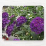purple verbena mousepads