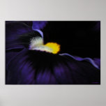 Purple Viola Poster Print