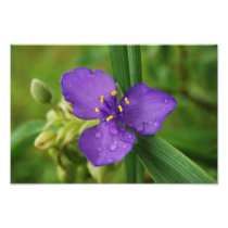 Purple Virginia Spiderwort Flower print Photograph