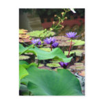 Purple water lilies post cards