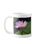 Purple Water Lilly Coffee Mugs