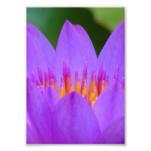 Purple Water Lily Flower Blossom Photo