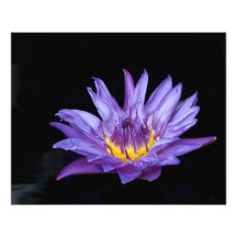 Purple Water Lily Photo Print