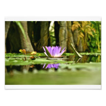 PURPLE WATER LILY REFLECTING IN A POND PHOTO ART